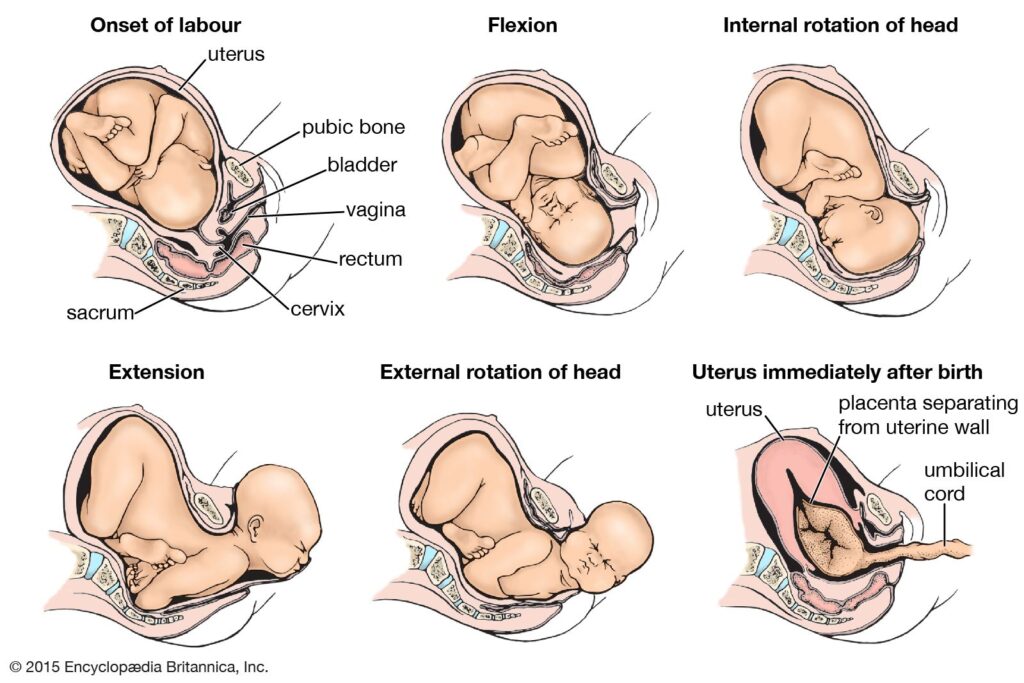 Fetal Position: Understanding its Benefits, Risks, and Impact ...