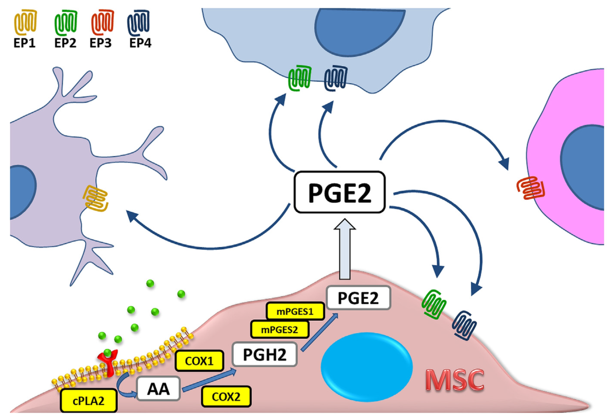 Prostaglandin A Key Regulator of Inflammation and Pain